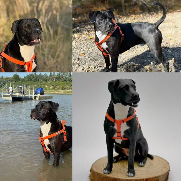 Kithkins Pet Portraits - 3D portrait of your pet